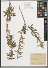 Foto von Salix purpurea L.